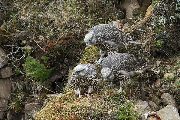 Gerfalke (Falco rusticolus)