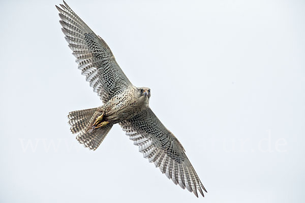 Gerfalke (Falco rusticolus)