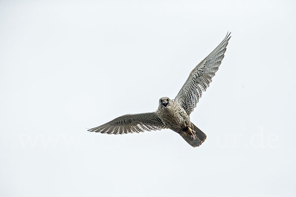 Gerfalke (Falco rusticolus)