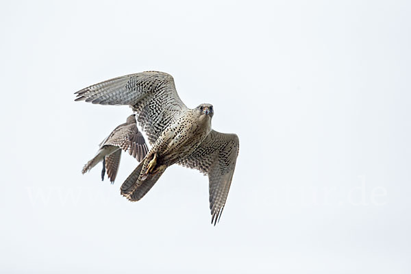 Gerfalke (Falco rusticolus)