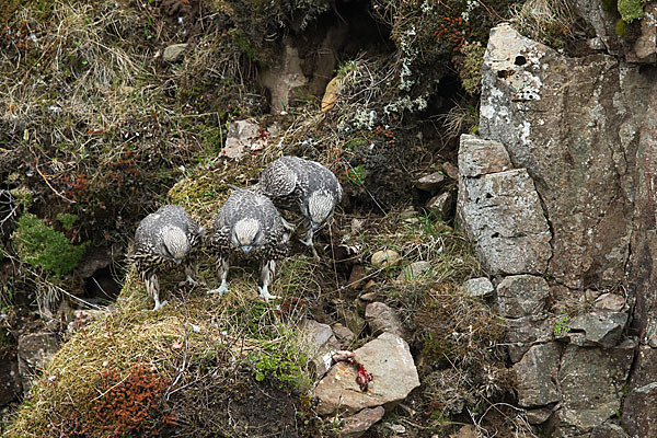 Gerfalke (Falco rusticolus)