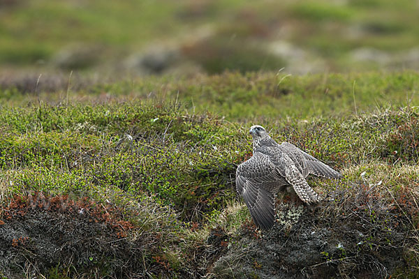 Gerfalke (Falco rusticolus)