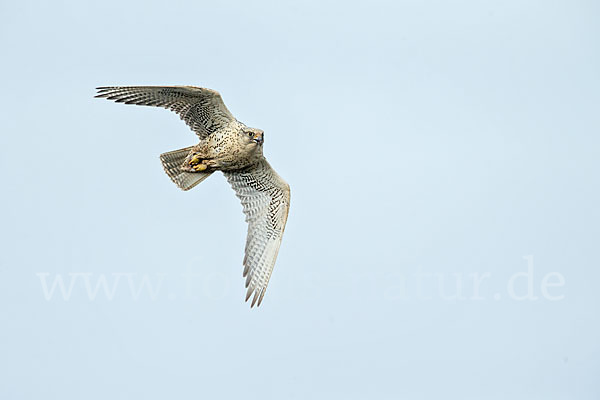 Gerfalke (Falco rusticolus)