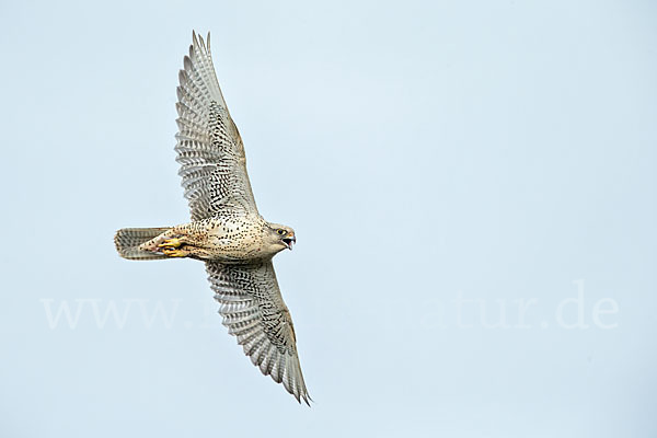 Gerfalke (Falco rusticolus)