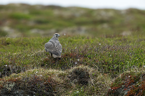 Gerfalke (Falco rusticolus)