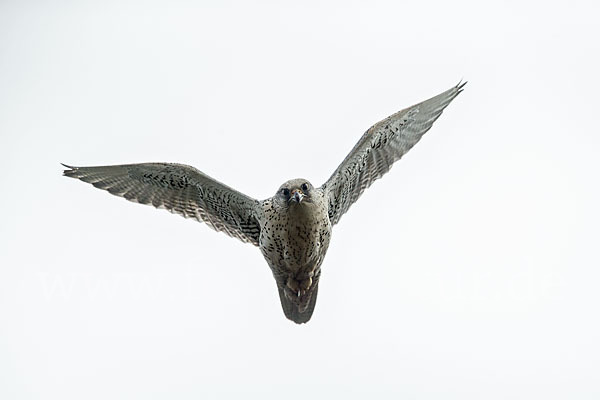 Gerfalke (Falco rusticolus)