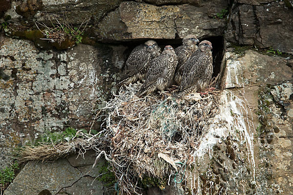 Gerfalke (Falco rusticolus)