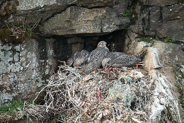 Gerfalke (Falco rusticolus)