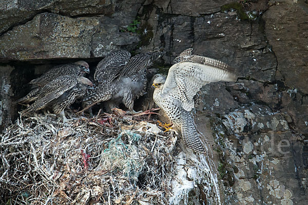 Gerfalke (Falco rusticolus)