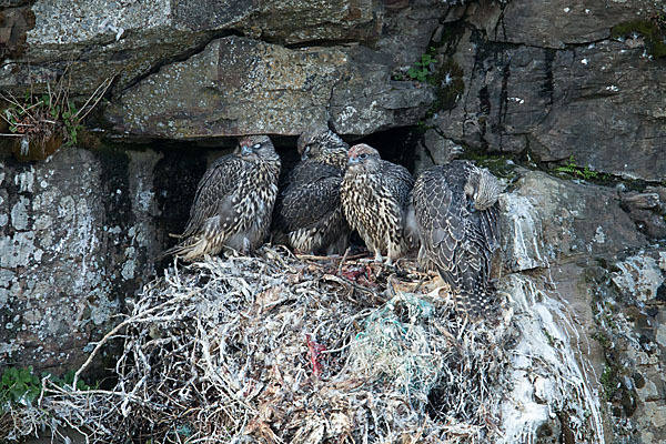 Gerfalke (Falco rusticolus)