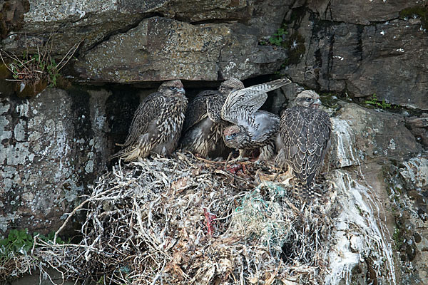 Gerfalke (Falco rusticolus)