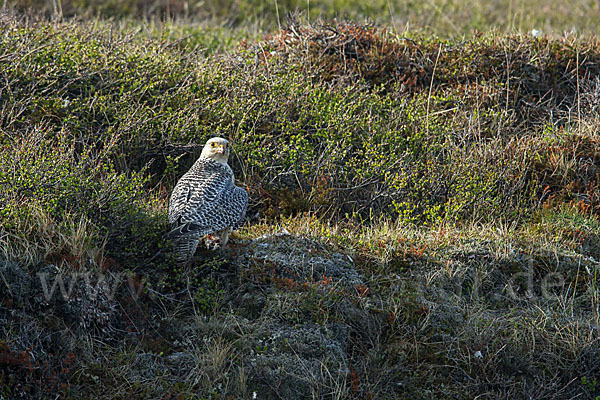 Gerfalke (Falco rusticolus)