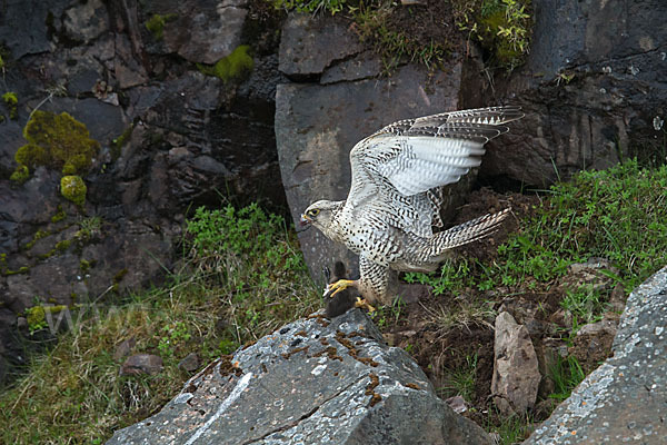 Gerfalke (Falco rusticolus)