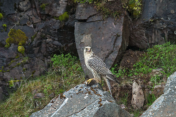 Gerfalke (Falco rusticolus)