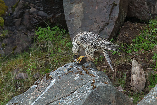 Gerfalke (Falco rusticolus)