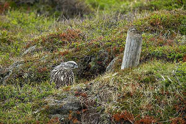 Gerfalke (Falco rusticolus)