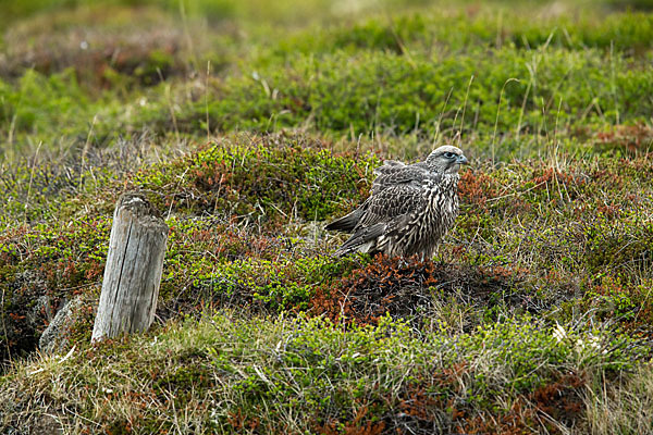 Gerfalke (Falco rusticolus)