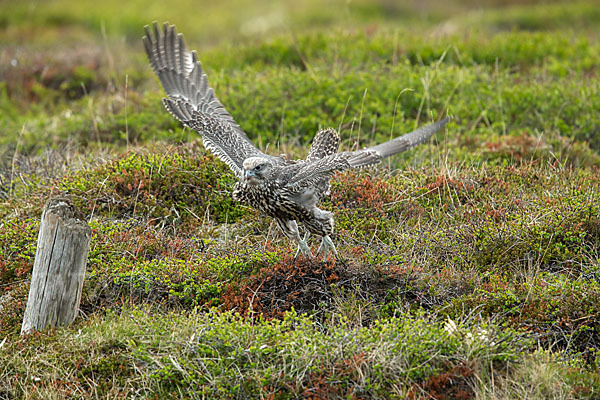 Gerfalke (Falco rusticolus)