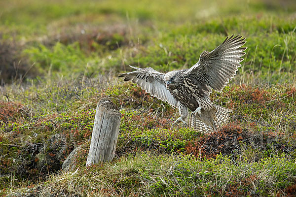 Gerfalke (Falco rusticolus)