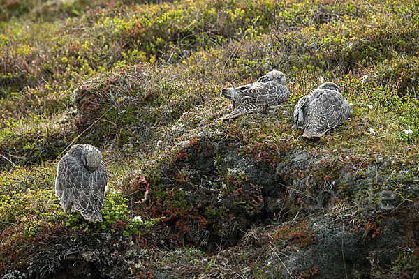 Gerfalke (Falco rusticolus)