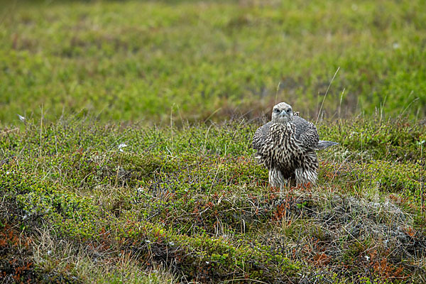 Gerfalke (Falco rusticolus)