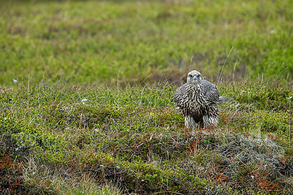 Gerfalke (Falco rusticolus)