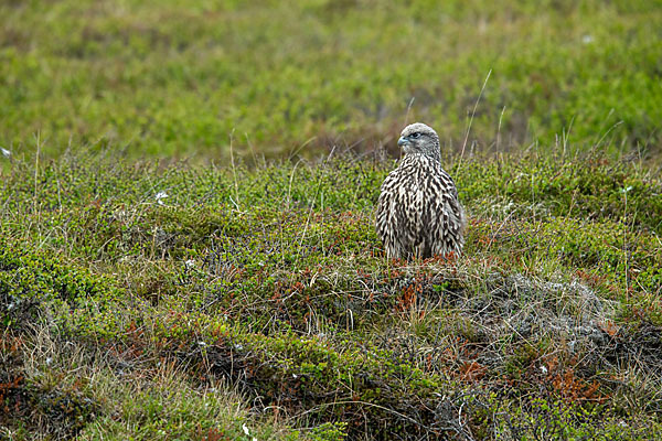 Gerfalke (Falco rusticolus)