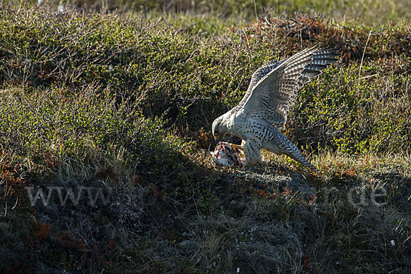 Gerfalke (Falco rusticolus)