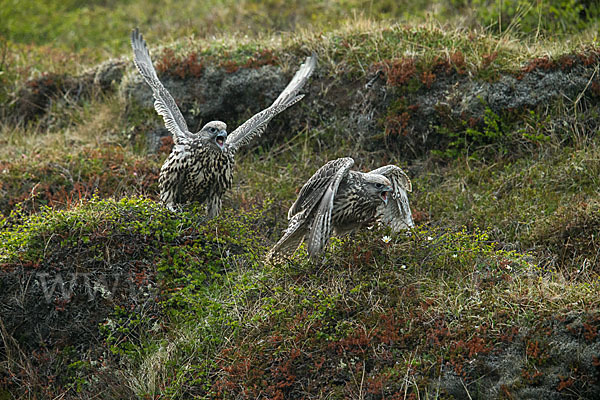 Gerfalke (Falco rusticolus)