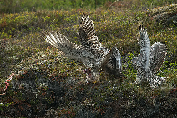 Gerfalke (Falco rusticolus)