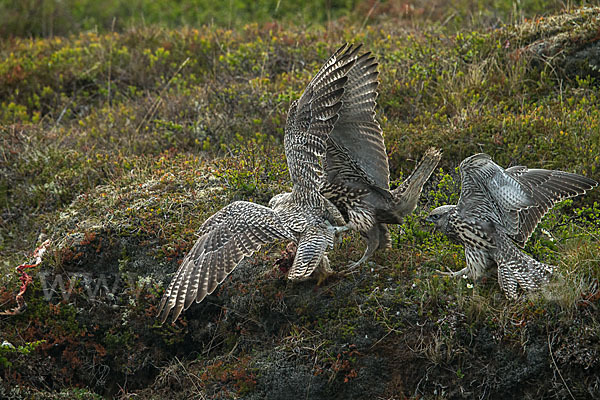 Gerfalke (Falco rusticolus)