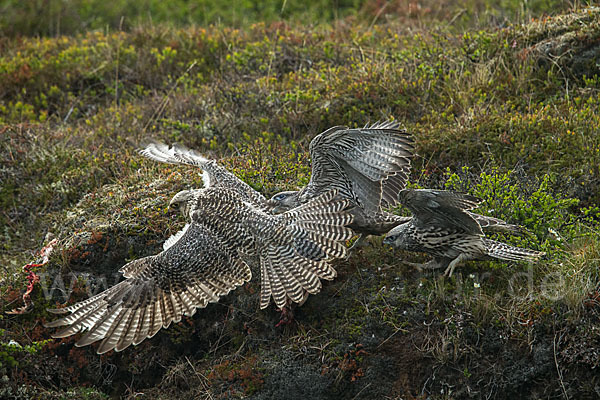 Gerfalke (Falco rusticolus)