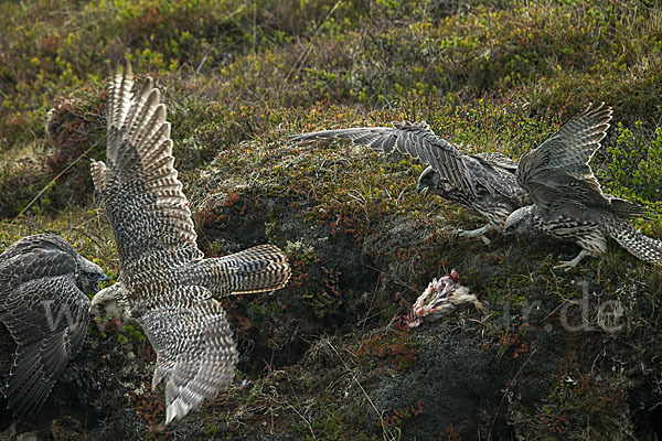 Gerfalke (Falco rusticolus)