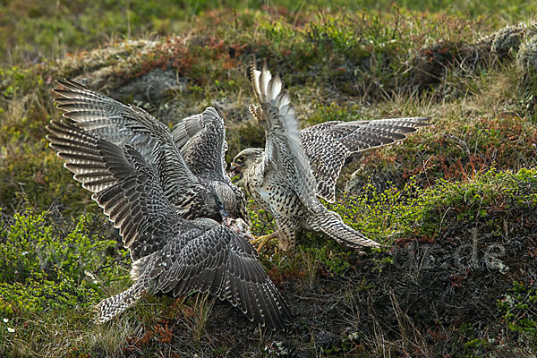 Gerfalke (Falco rusticolus)