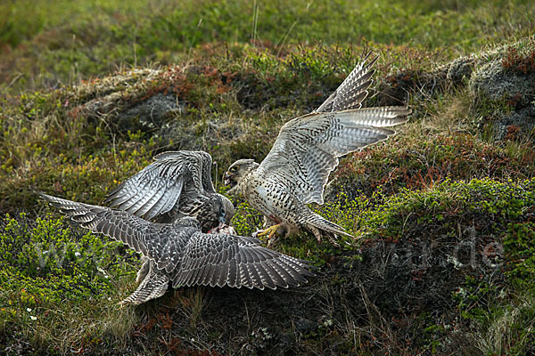 Gerfalke (Falco rusticolus)