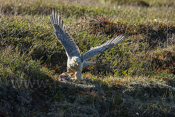 Gerfalke (Falco rusticolus)