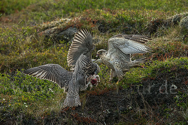 Gerfalke (Falco rusticolus)