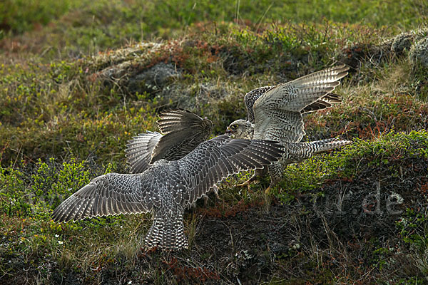 Gerfalke (Falco rusticolus)