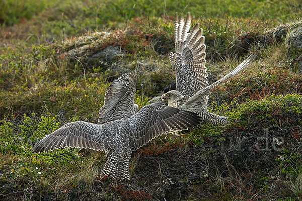 Gerfalke (Falco rusticolus)