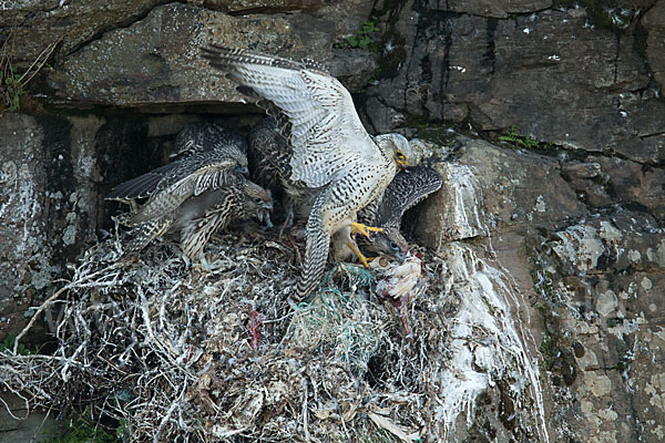 Gerfalke (Falco rusticolus)