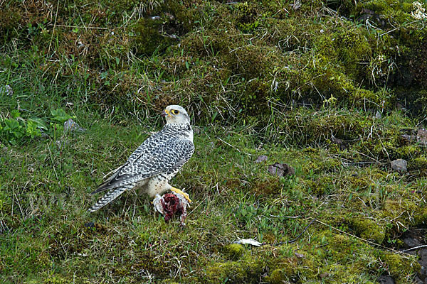 Gerfalke (Falco rusticolus)