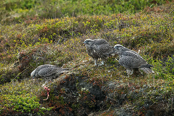 Gerfalke (Falco rusticolus)