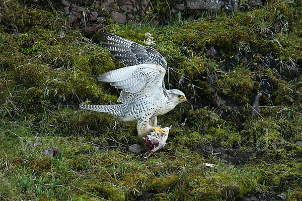 Gerfalke (Falco rusticolus)