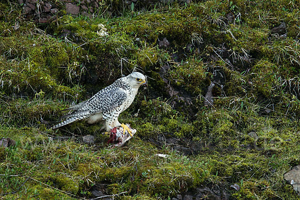 Gerfalke (Falco rusticolus)