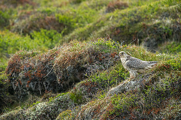 Gerfalke (Falco rusticolus)