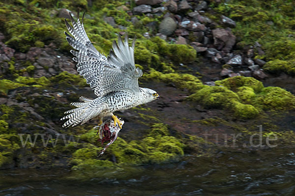 Gerfalke (Falco rusticolus)