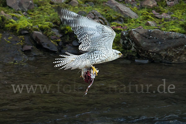 Gerfalke (Falco rusticolus)