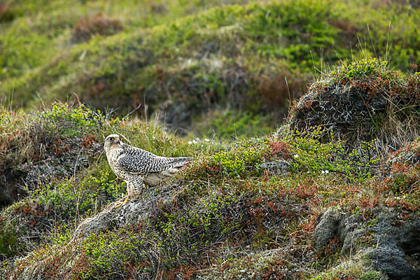 Gerfalke (Falco rusticolus)