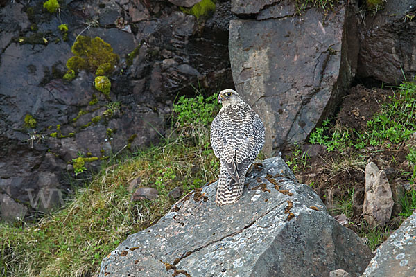 Gerfalke (Falco rusticolus)