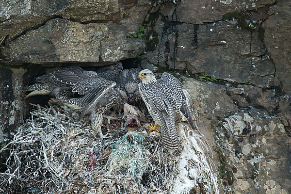 Gerfalke (Falco rusticolus)